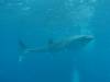 257 - DiveB-1 Oslob Whaleshark