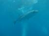 258 - DiveB-1 Oslob Whaleshark