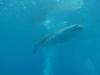 259 - DiveB-1 Oslob Whaleshark