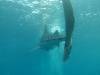260 - DiveB-1 Oslob Whaleshark