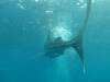 261 - DiveB-1 Oslob Whaleshark