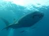 263 - DiveB-1 Oslob Whaleshark