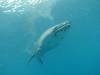 267 - DiveB-1 Oslob Whaleshark