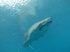 268 - DiveB-1 Oslob Whaleshark
