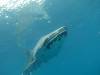269 - DiveB-1 Oslob Whaleshark