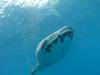 270 - DiveB-1 Oslob Whaleshark
