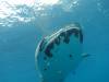 271 - DiveB-1 Oslob Whaleshark