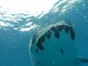 272 - DiveB-1 Oslob Whaleshark