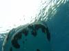 273 - DiveB-1 Oslob Whaleshark