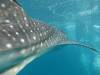 275 - DiveB-1 Oslob Whaleshark
