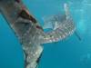 276 - DiveB-1 Oslob Whaleshark