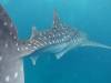 279 - DiveB-1 Oslob Whaleshark
