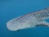 281 - DiveB-1 Oslob Whaleshark