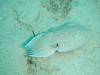 283 - DiveB-1 Oslob Whaleshark