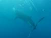 293 - DiveB-1 Oslob Whaleshark