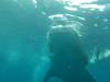 298 - DiveB-1 Oslob Whaleshark