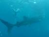 301 - DiveB-1 Oslob Whaleshark