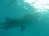 303 - DiveB-1 Oslob Whaleshark