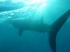 304 - DiveB-1 Oslob Whaleshark