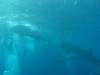 306 - DiveB-1 Oslob Whaleshark
