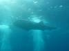 307 - DiveB-1 Oslob Whaleshark