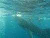 311 - DiveB-1 Oslob Whaleshark