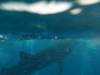 319 - DiveB-1 Oslob Whaleshark