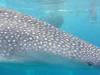 321 - DiveB-1 Oslob Whaleshark