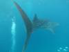 323 - DiveB-1 Oslob Whaleshark