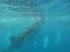 324 - DiveB-1 Oslob Whaleshark