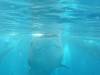 328 - DiveB-1 Oslob Whaleshark
