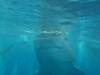 330 - DiveB-1 Oslob Whaleshark