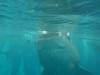331 - DiveB-1 Oslob Whaleshark