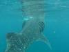 334 - DiveB-1 Oslob Whaleshark