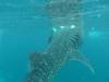 336 - DiveB-1 Oslob Whaleshark