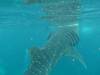337 - DiveB-1 Oslob Whaleshark