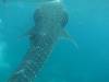 338 - DiveB-1 Oslob Whaleshark