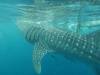 339 - DiveB-1 Oslob Whaleshark