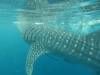 340 - DiveB-1 Oslob Whaleshark