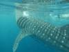 341 - DiveB-1 Oslob Whaleshark