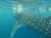 342 - DiveB-1 Oslob Whaleshark