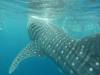 343 - DiveB-1 Oslob Whaleshark
