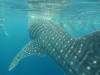 344 - DiveB-1 Oslob Whaleshark