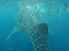 345 - DiveB-1 Oslob Whaleshark