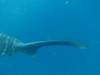 346 - DiveB-1 Oslob Whaleshark