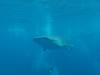 350 - DiveB-1 Oslob Whaleshark