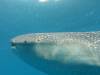 351 - DiveB-1 Oslob Whaleshark