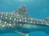 354 - DiveB-1 Oslob Whaleshark
