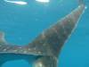 355 - DiveB-1 Oslob Whaleshark