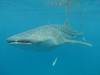 357 - DiveB-1 Oslob Whaleshark